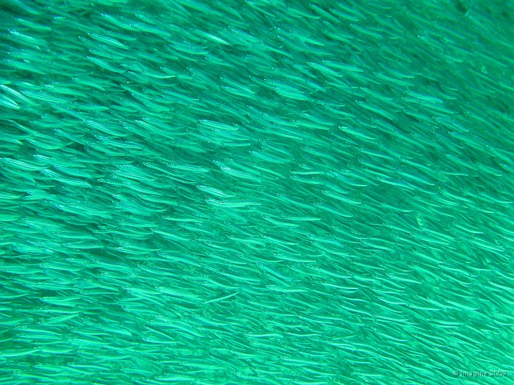 02.37- Rencontre avec  un banc de mini poissons.JPG